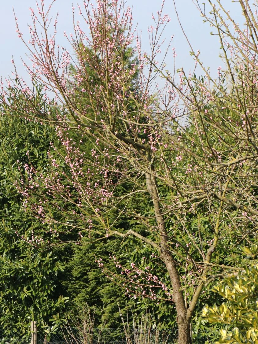 Pfirsich 'Kernechter Vom Vorgebirge' 11 Pfirsich 'Kernechter Vom Vorgebirge' – Bild 11