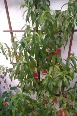 Pfirsich 'Red Haven' -Deutschland Garten Funk Verkaufs-Shop pfirsich red haven m006722 669099 0