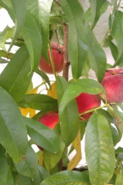 Pfirsich 'Red Haven' -Deutschland Garten Funk Verkaufs-Shop pfirsich red haven m006722 669099 1