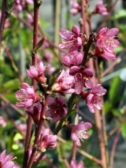 Pfirsich 'Red Haven' -Deutschland Garten Funk Verkaufs-Shop pfirsich red haven m006722 w 0