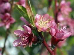 Pfirsich 'Red Haven' -Deutschland Garten Funk Verkaufs-Shop pfirsich red haven m006722 w 1