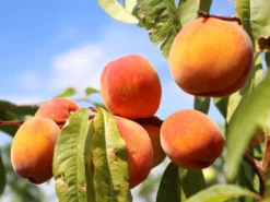 Pfirsich 'Red Haven' -Deutschland Garten Funk Verkaufs-Shop pfirsich red haven m006722 w 3