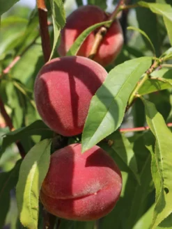 Pfirsich 'Red Haven' -Deutschland Garten Funk Verkaufs-Shop pfirsich red haven m006722 w 5