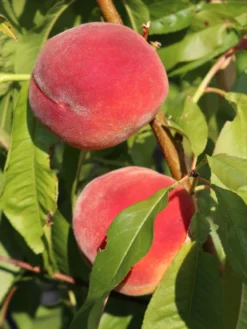 Pfirsich 'Red Haven' -Deutschland Garten Funk Verkaufs-Shop pfirsich red haven m006722 w 6