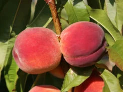 Pfirsich 'Red Haven' -Deutschland Garten Funk Verkaufs-Shop pfirsich red haven m006722 w 8
