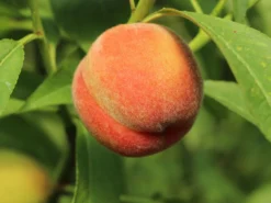 Pfirsich 'Rekord Von Alfter' -Deutschland Garten Funk Verkaufs-Shop pfirsich rekord von alfter m102667 w 0