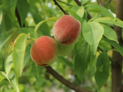 Pfirsich 'Rekord Von Alfter' -Deutschland Garten Funk Verkaufs-Shop pfirsich rekord von alfter m102667 w 1