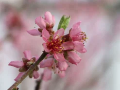 Pfirsich 'Rekord Von Alfter' -Deutschland Garten Funk Verkaufs-Shop pfirsich rekord von alfter m102667 w 2