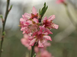 Pfirsich 'Rekord Von Alfter' -Deutschland Garten Funk Verkaufs-Shop pfirsich rekord von alfter m102667 w 3