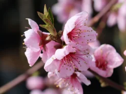 Pfirsich 'Rekord Von Alfter' -Deutschland Garten Funk Verkaufs-Shop pfirsich rekord von alfter m102667 w 4