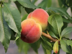 Pfirsich 'Revita' -Deutschland Garten Funk Verkaufs-Shop pfirsich revita s m047598 w 2