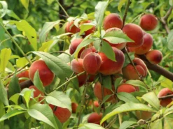 Pfirsich 'Revita' -Deutschland Garten Funk Verkaufs-Shop pfirsich revita s m047598 w 3