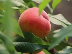 Pfirsich 'Revita' -Deutschland Garten Funk Verkaufs-Shop pfirsich revita s m047598 w 4