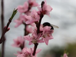 Pfirsich 'Roter Weinbergpfirsich' -Deutschland Garten Funk Verkaufs-Shop pfirsich roter weinbergpfirsich m102668 w 1