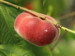 Tellerpfirsich / Plattpfirsich