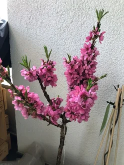 Pfirsich (Zwergform) 14 Pfirsich (Zwergform) -Deutschland Garten Funk Verkaufs-Shop pfirsich zwergform m009001 193676 0