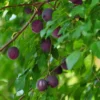 Pflaume 'Kirkespflaume'