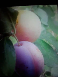 Pflaume 'Königin Viktoria' -Deutschland Garten Funk Verkaufs-Shop pflaume koenigin viktoria m005152 1143836 0