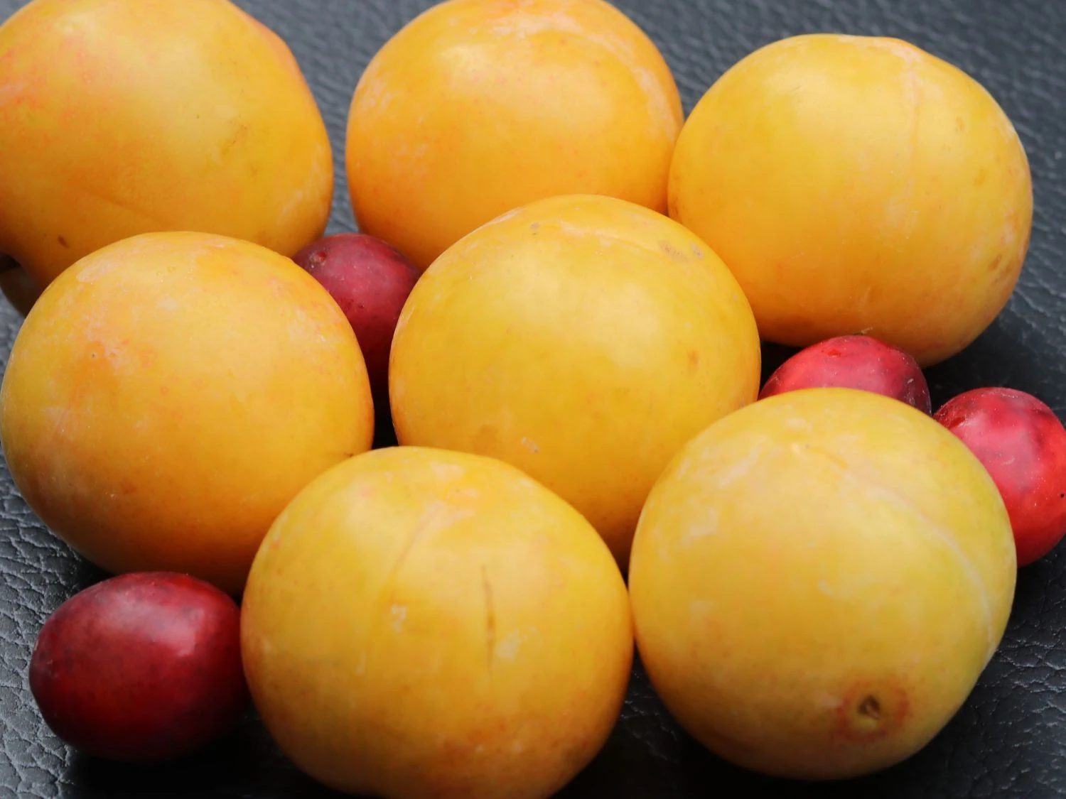 Pflaume 'Lippische Eierpflaume' 2 Pflaume 'Lippische Eierpflaume' – Bild 2