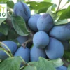 Pflaume My Little Fruit Hero ® 'Sankt Hubertus'