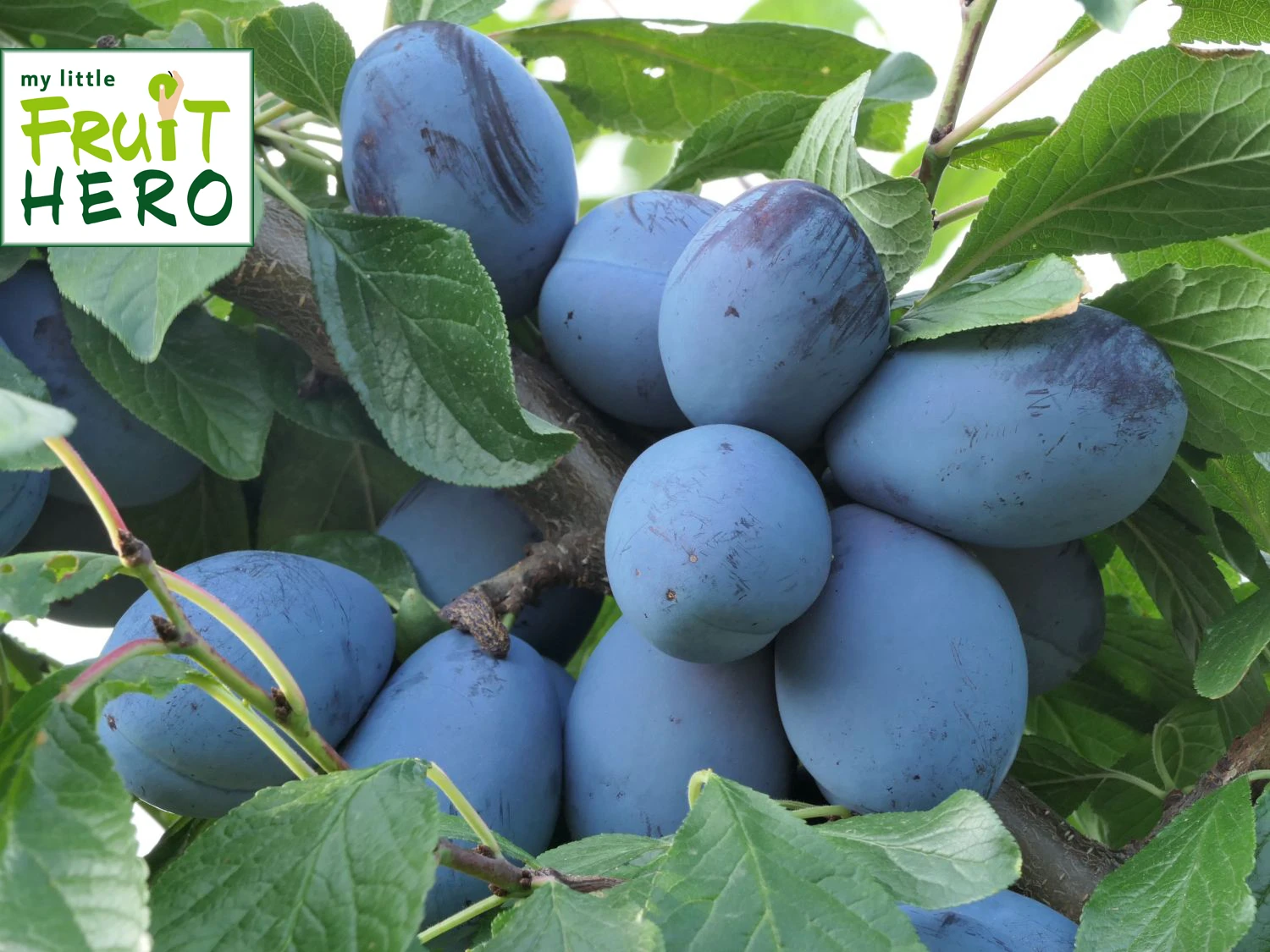 Pflaume My Little Fruit Hero ® 'Sankt Hubertus' 1 Pflaume My Little Fruit Hero ® 'Sankt Hubertus'