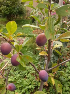 Pflaume 'Opal' 5 Pflaume 'Opal' -Deutschland Garten Funk Verkaufs-Shop pflaume opal m005128 1099887 0