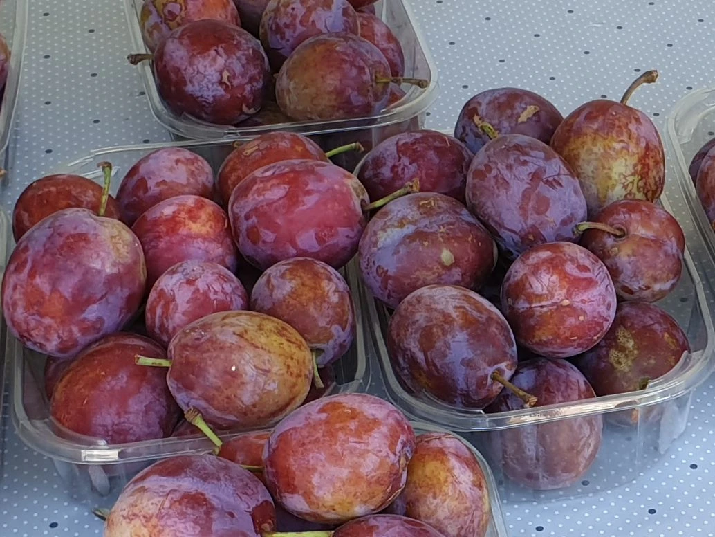 Pflaume 'Opal' 2 Pflaume 'Opal' – Bild 2