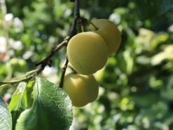 Pflaume 'Oullins Reneklode' / Eierpflaume 10 Pflaume 'Oullins Reneklode' / Eierpflaume -Deutschland Garten Funk Verkaufs-Shop pflaume oullins reneklode eierpflaume m000548 w 0
