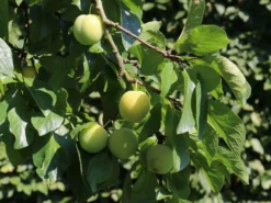 Pflaume 'Oullins Reneklode' / Eierpflaume 9 Pflaume 'Oullins Reneklode' / Eierpflaume -Deutschland Garten Funk Verkaufs-Shop pflaume oullins reneklode eierpflaume m000548 w 1