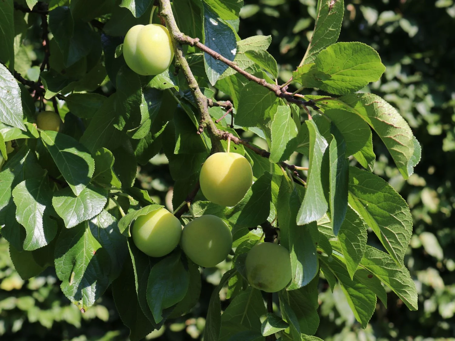 Pflaume 'Oullins Reneklode' / Eierpflaume 4 Pflaume 'Oullins Reneklode' / Eierpflaume – Bild 4
