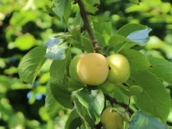 Pflaume 'Oullins Reneklode' / Eierpflaume 8 Pflaume 'Oullins Reneklode' / Eierpflaume -Deutschland Garten Funk Verkaufs-Shop pflaume oullins reneklode eierpflaume m000548 w 2