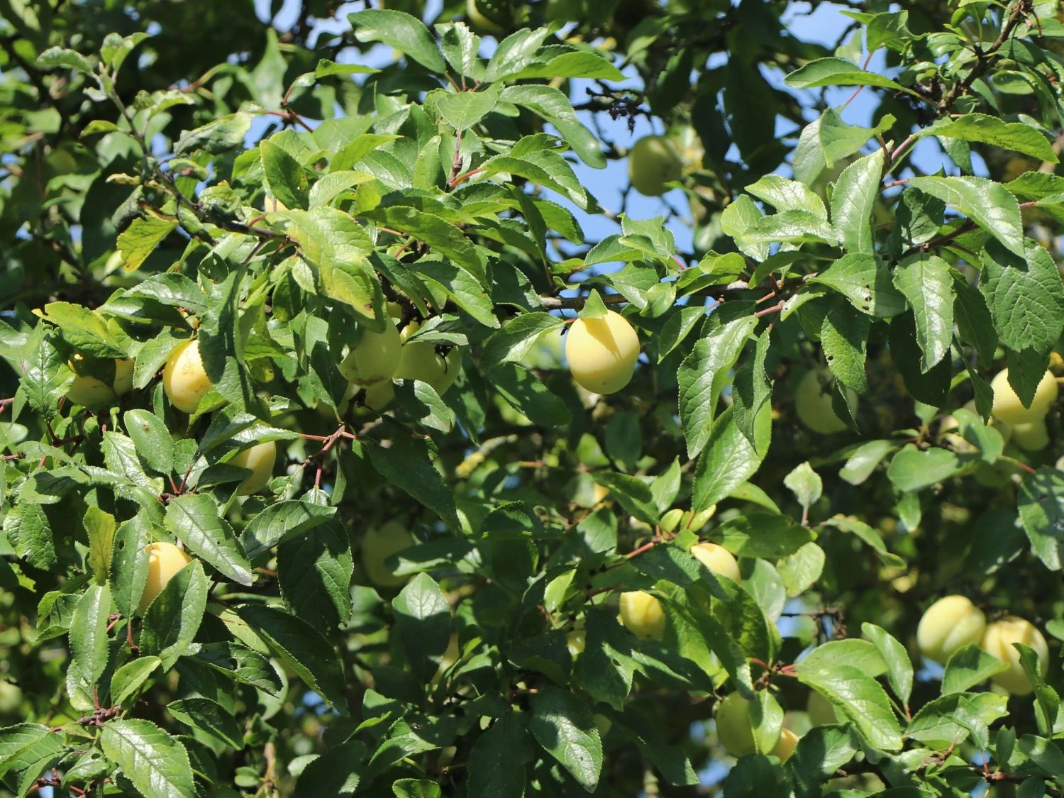 Pflaume 'Oullins Reneklode' / Eierpflaume 2 Pflaume 'Oullins Reneklode' / Eierpflaume – Bild 2