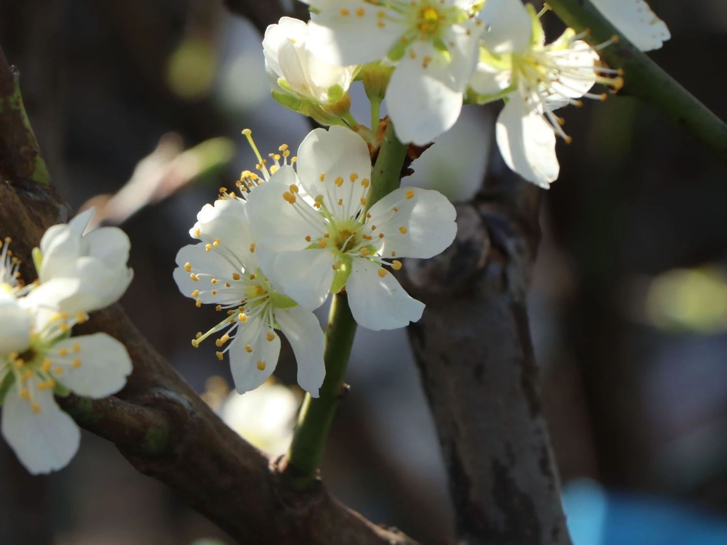 Pflaume 'Stanley' 2 Pflaume 'Stanley' – Bild 2