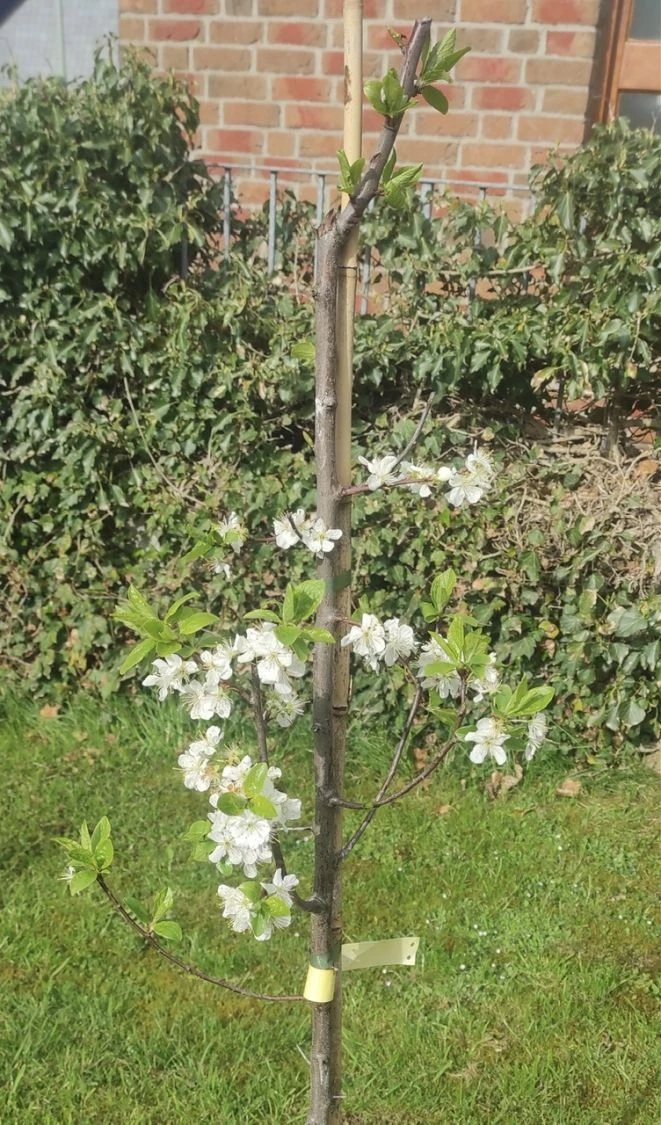 Pflaume 'The Czar' 4 Pflaume 'The Czar' – Bild 4