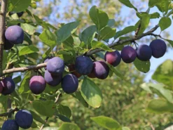 Pflaume 'The Czar' 7 Pflaume 'The Czar' -Deutschland Garten Funk Verkaufs-Shop pflaume the czar m000544 w 0