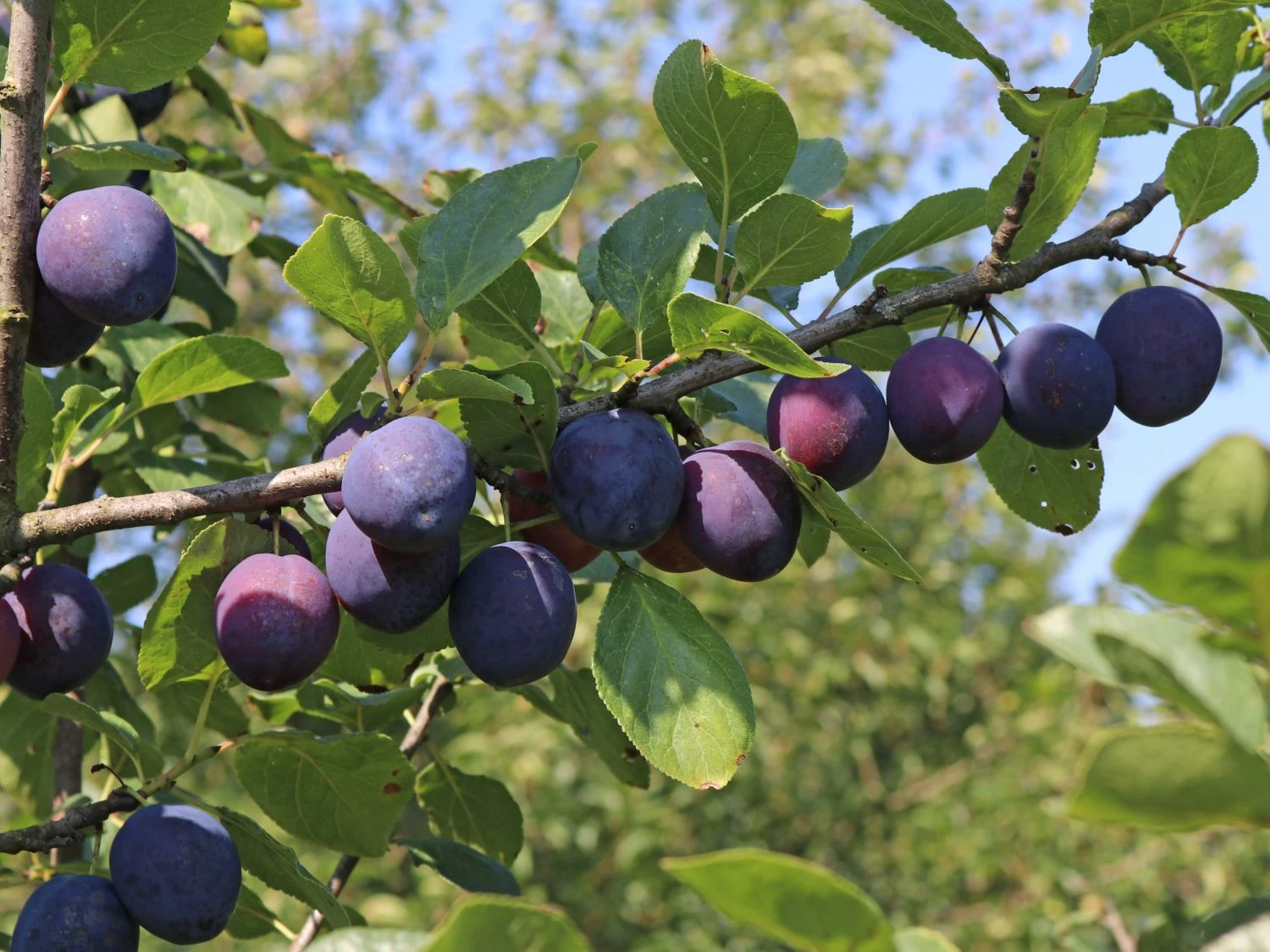 Pflaume 'The Czar' 3 Pflaume 'The Czar' – Bild 3