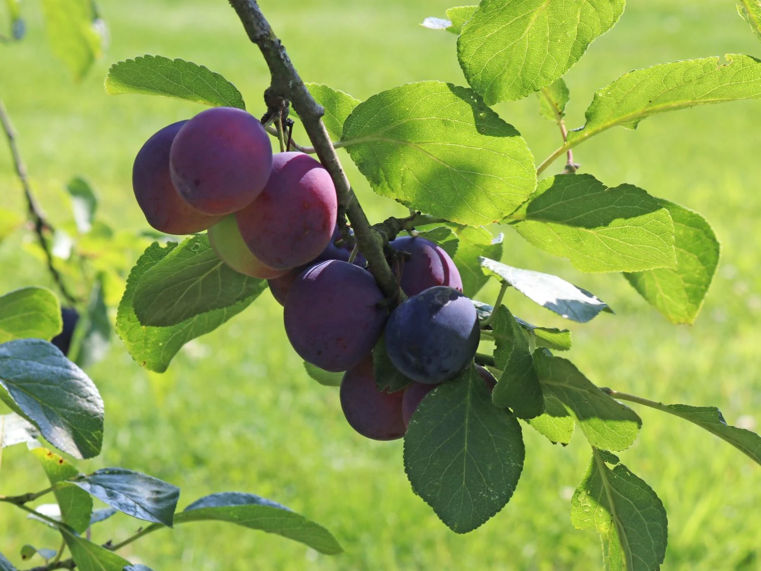 Pflaume 'The Czar' 2 Pflaume 'The Czar' – Bild 2