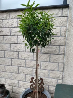 Portugiesische Lorbeerkirsche 'Angustifolia' -Deutschland Garten Funk Verkaufs-Shop portugiesische lorbeerkirsche angustifolia m012196 598791 0