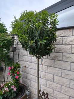 Portugiesische Lorbeerkirsche 'Angustifolia' -Deutschland Garten Funk Verkaufs-Shop portugiesische lorbeerkirsche angustifolia m012196 598791 1