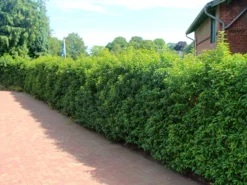 Portugiesische Lorbeerkirsche 'Angustifolia' -Deutschland Garten Funk Verkaufs-Shop portugiesische lorbeerkirsche angustifolia m012196 w 0