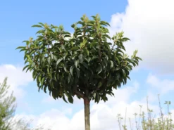 Portugiesische Lorbeerkirsche 'Angustifolia' -Deutschland Garten Funk Verkaufs-Shop portugiesische lorbeerkirsche angustifolia m012196 w 1