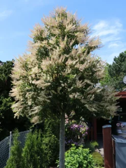 Portugiesische Lorbeerkirsche 'Angustifolia' -Deutschland Garten Funk Verkaufs-Shop portugiesische lorbeerkirsche angustifolia m012196 w 10