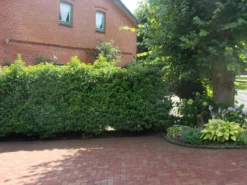 Portugiesische Lorbeerkirsche 'Angustifolia' -Deutschland Garten Funk Verkaufs-Shop portugiesische lorbeerkirsche angustifolia m012196 w 2