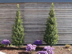 Portugiesische Lorbeerkirsche 'Angustifolia' -Deutschland Garten Funk Verkaufs-Shop portugiesische lorbeerkirsche angustifolia m012196 w 3