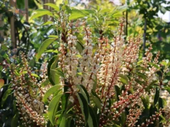 Portugiesische Lorbeerkirsche 'Angustifolia' -Deutschland Garten Funk Verkaufs-Shop portugiesische lorbeerkirsche angustifolia m012196 w 4