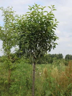 Portugiesische Lorbeerkirsche 'Angustifolia' -Deutschland Garten Funk Verkaufs-Shop portugiesische lorbeerkirsche angustifolia m012196 w 5