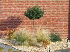 Portugiesische Lorbeerkirsche 'Angustifolia' -Deutschland Garten Funk Verkaufs-Shop portugiesische lorbeerkirsche angustifolia m012196 w 6