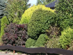 Portugiesische Lorbeerkirsche 'Angustifolia' -Deutschland Garten Funk Verkaufs-Shop portugiesische lorbeerkirsche angustifolia m012196 w 9