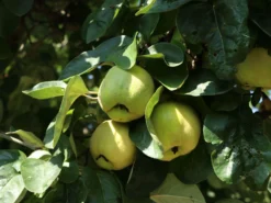 Portugiesische Zwerg-Birnenquitte 'Champion' -Deutschland Garten Funk Verkaufs-Shop portugiesische zwerg birnenquitte champion m069516 w 2