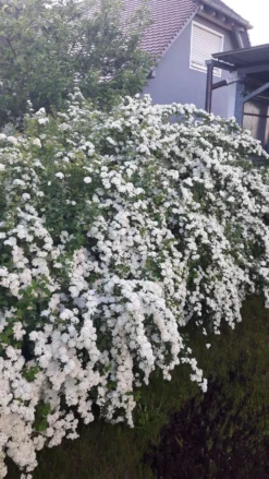 Prachtspiere -Deutschland Garten Funk Verkaufs-Shop prachtspiere m000092 602373 0